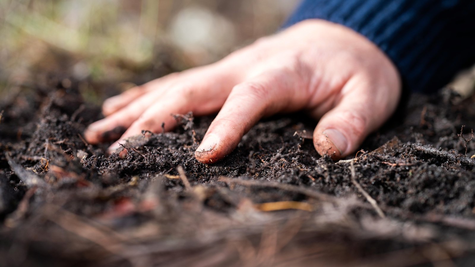 Close-up of a man's hand touching damp dark brown soil in a sunny garden.