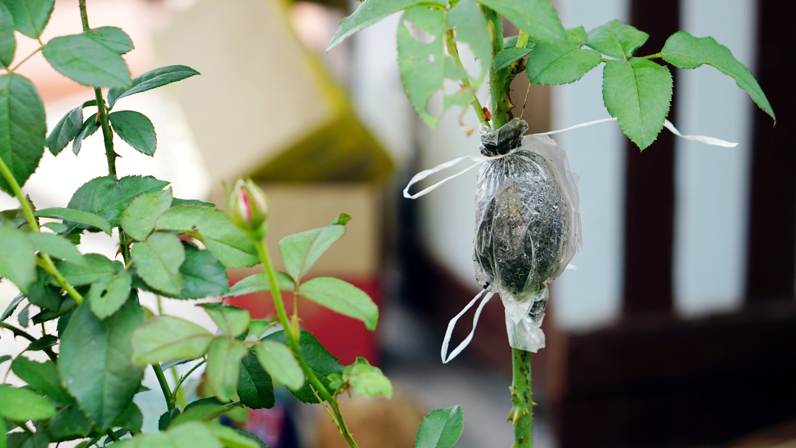 A close-up of a plant stem wrapped in a clear plastic bag filled with moist material, demonstrating the air layering technique.