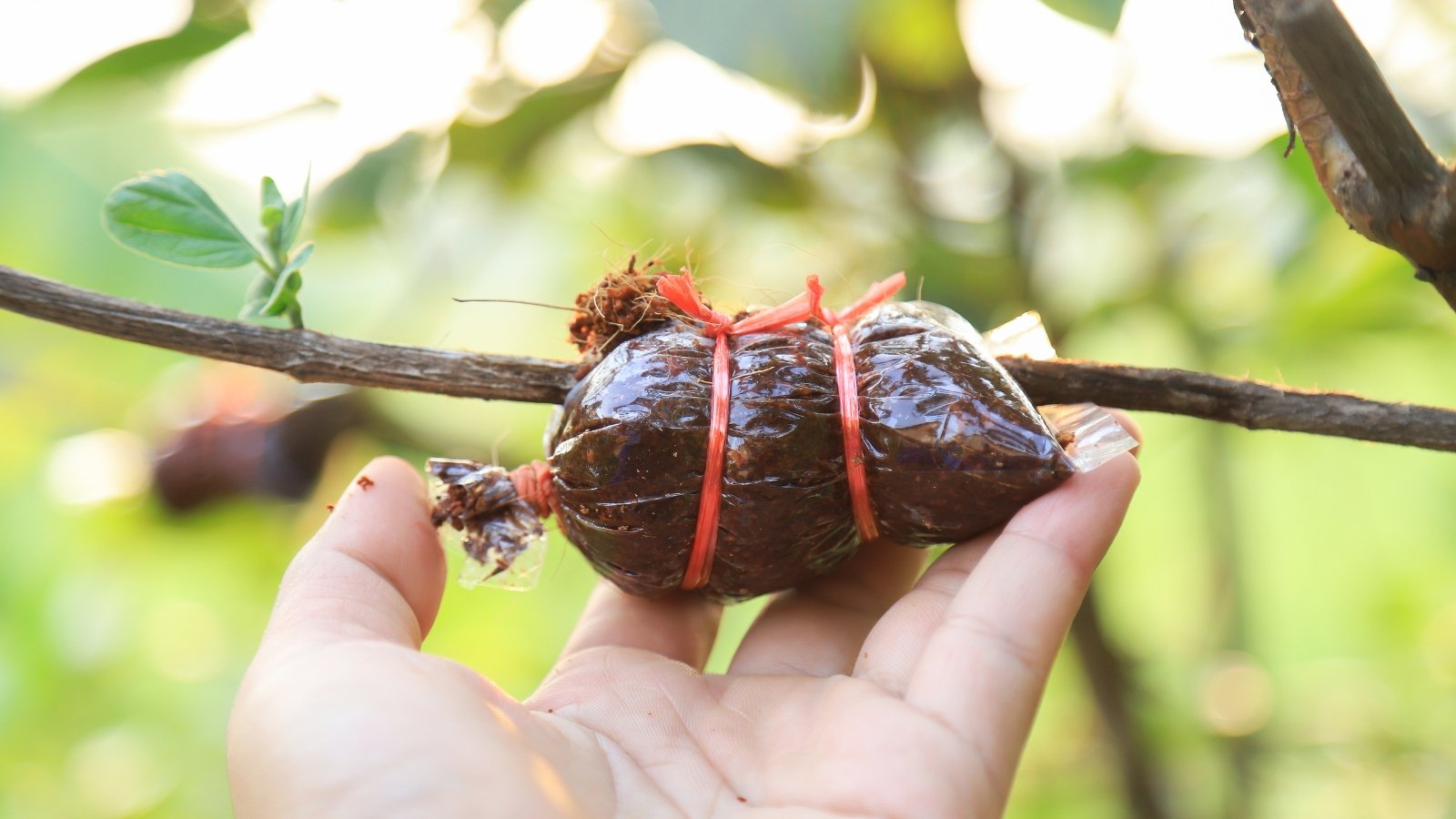 A branch propagating by air layering is wrapped in a ball of moist soil or moss, secured with plastic, while the exposed stem beneath produces roots, surrounded by lush green leaves.
