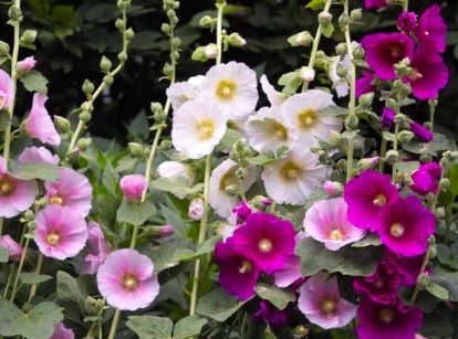 An alcea plant with an array of beautiful flowers in vibrant colors of white, pink, and magenta, attached to long stems, along with their flowering buds.