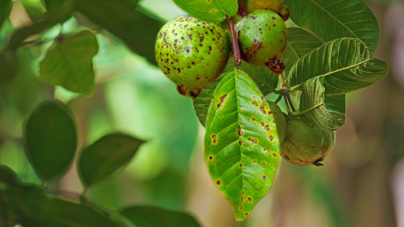 Algal leaf rot on guava leaves and fruits presents as irregular, dark brown lesions with a slimy, moist texture, surrounded by a yellowish halo.