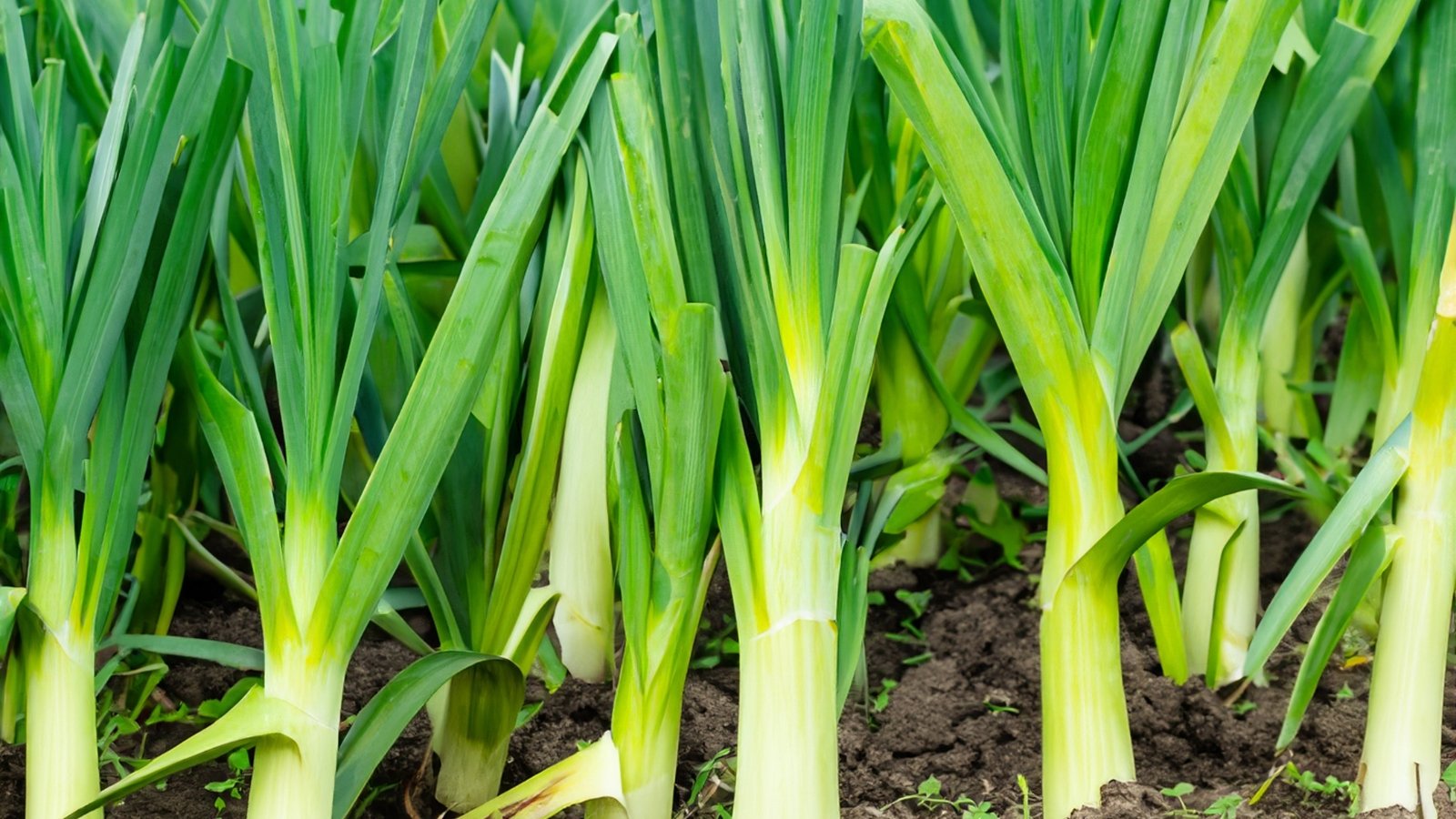 Leek plants with broad, flat leaves growing in neat rows, their thick bases firmly rooted in the well-prepared garden soil.