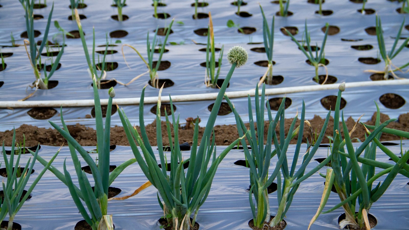 A lush field of leek plants growing in neat rows, their long, slender green leaves protruding through a protective covering.