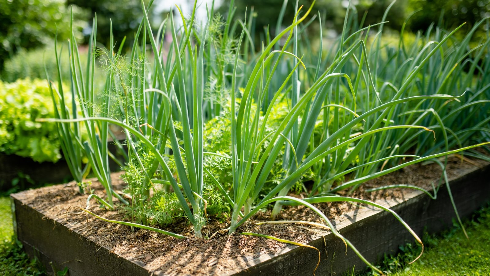 Green plants flourishing in a summer garden, with their vibrant leaves and sturdy stalks standing tall against the warm soil.