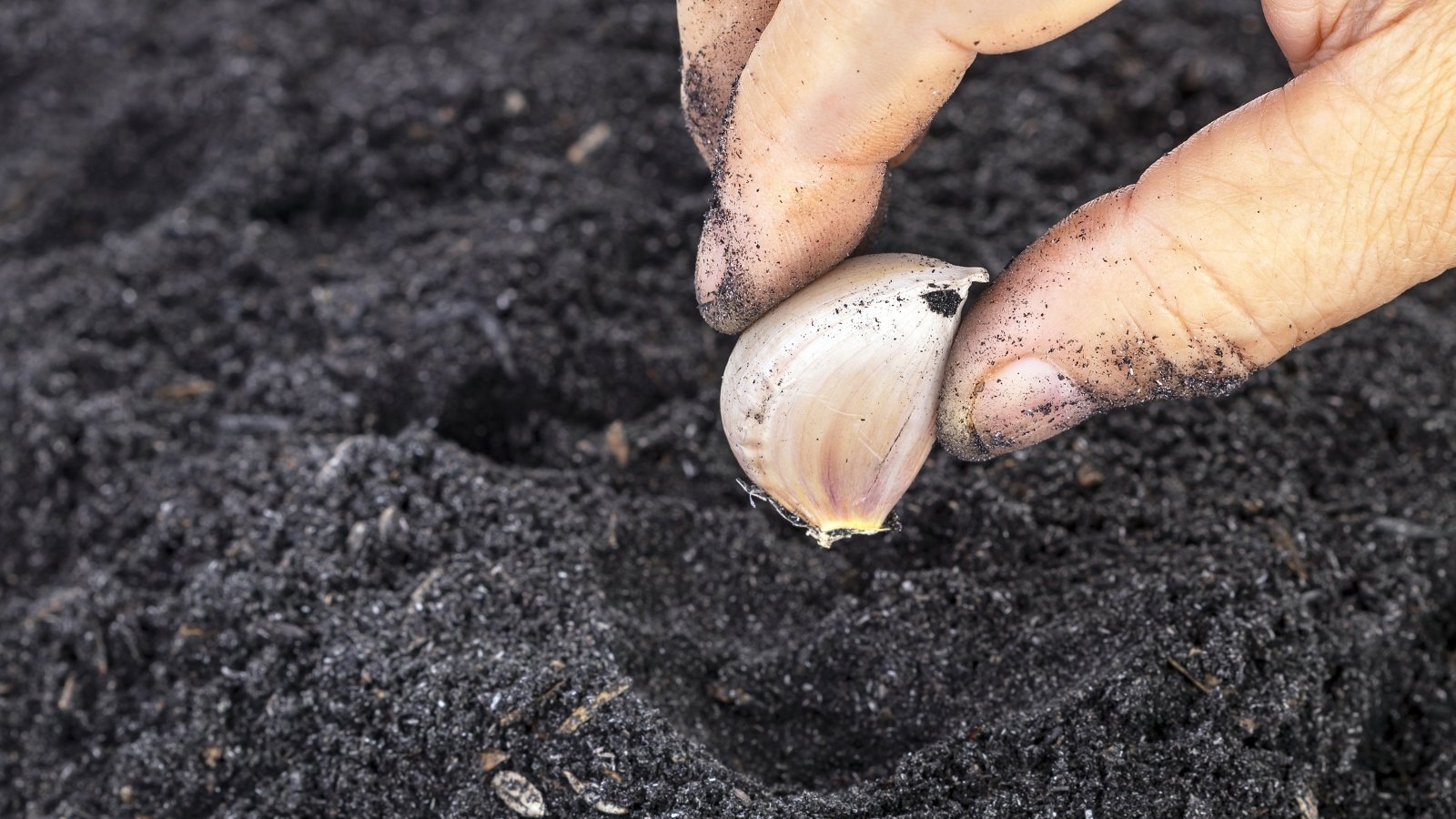 A hand planting a small clove into the dark, moist soil of a garden bed, surrounded by earth.