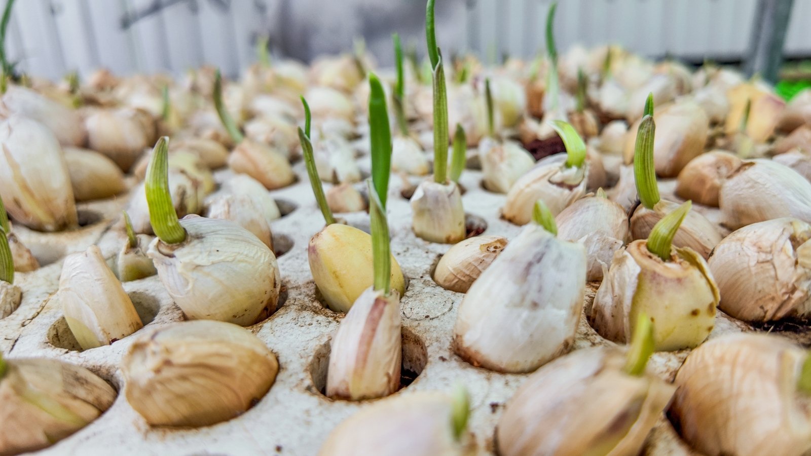 Sprouting bulbs with green shoots emerging, the shoots reaching upward while the white bulbs rest in a seed tray.