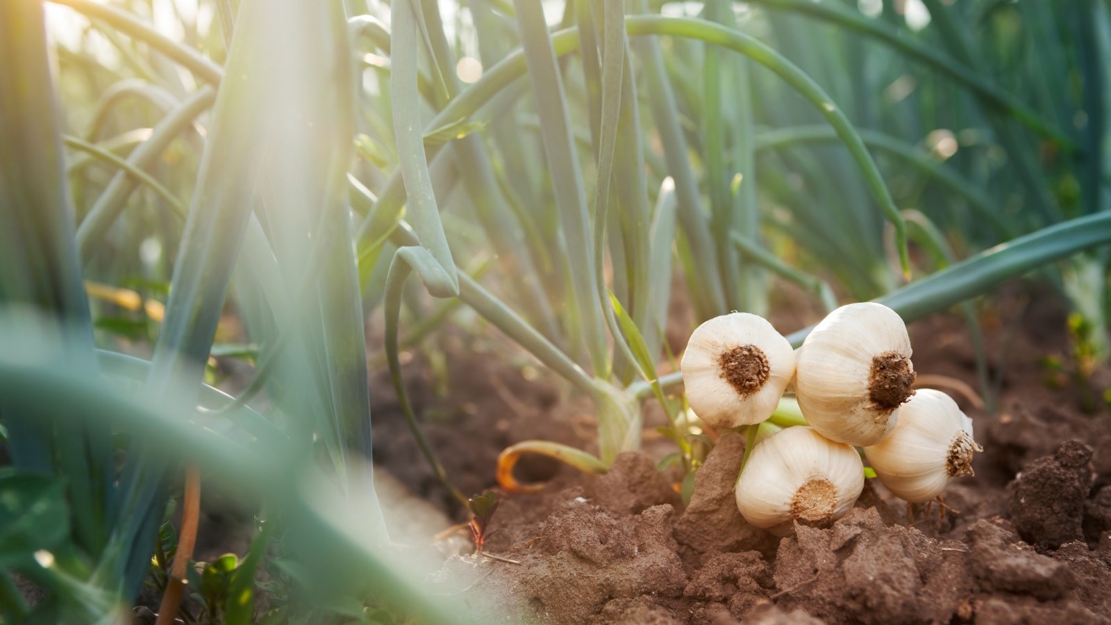 A young bulb with green stalks still attached, resting on rich, dark soil, capturing the early stages of its development in a natural setting.