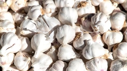 A close-up of a bunch of bulbs with strong aroma and pungent taste, with tightly packed cloves peeking through thin layers of skin.