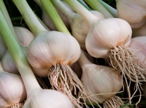 A bundle of white Allium sativum with roots and leaves attached.