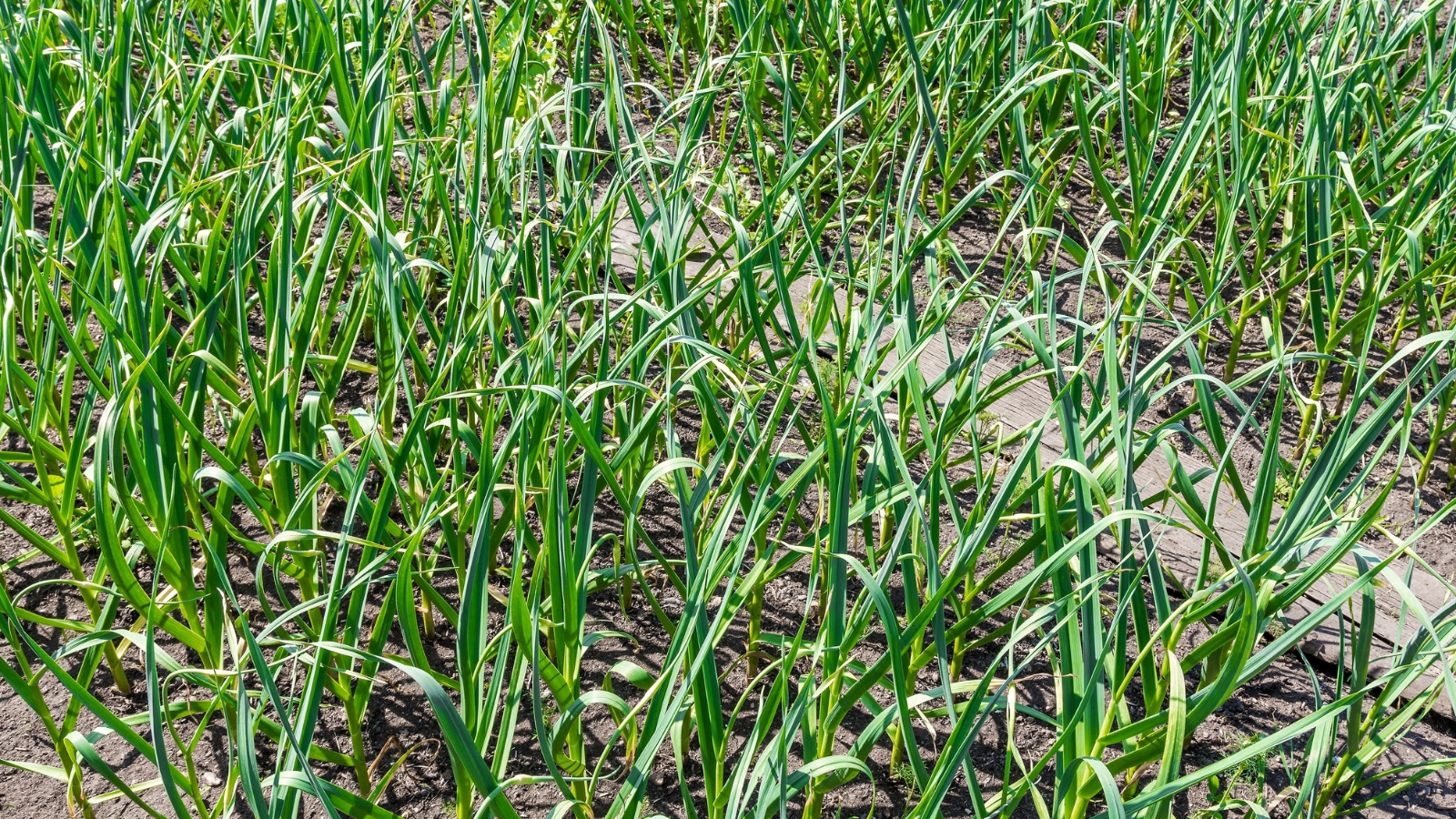 Young green shoots emerging from a bed of soil, indicating the early stages of a vegetable crop's development in a neatly maintained area.