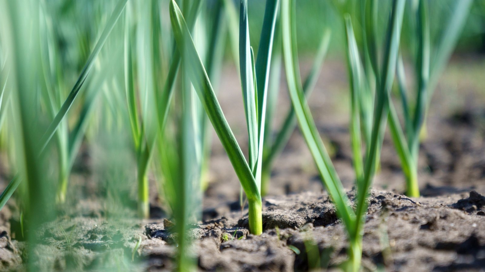 Rows of green sprouts emerging from the soil in a garden, each plant standing tall with thin, pointed leaves reaching upward.