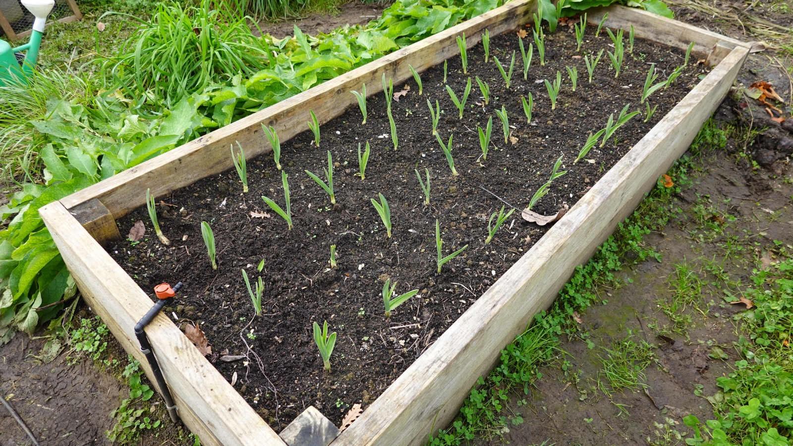 Rows of raised beds filled with rich soil and lined with maturing bulbs, their green leaves emerging in neat, orderly patterns across the field.