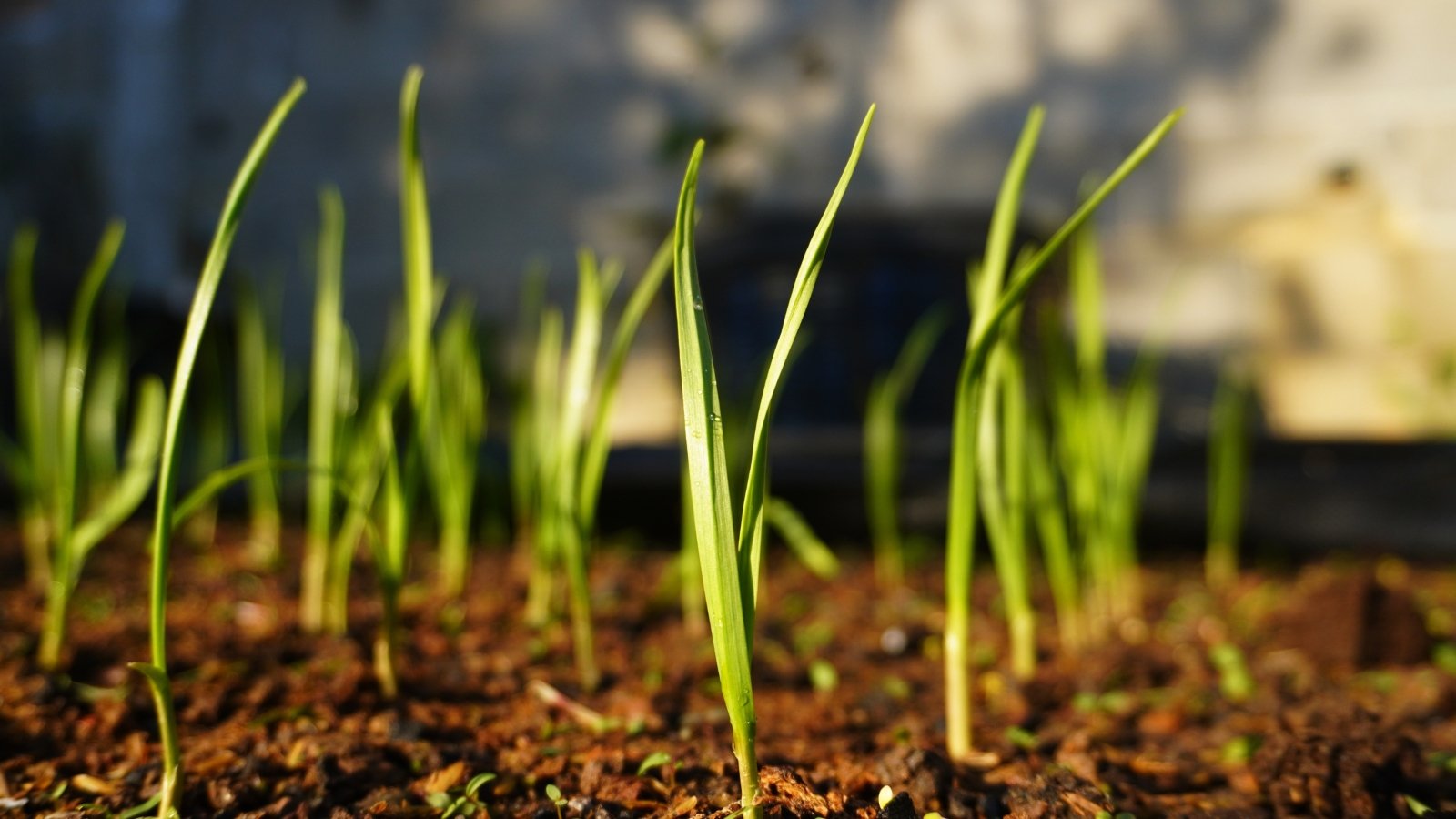 A close-up of green shoots growing straight and strong from the soil, with the earth around them appearing fertile and well-watered.