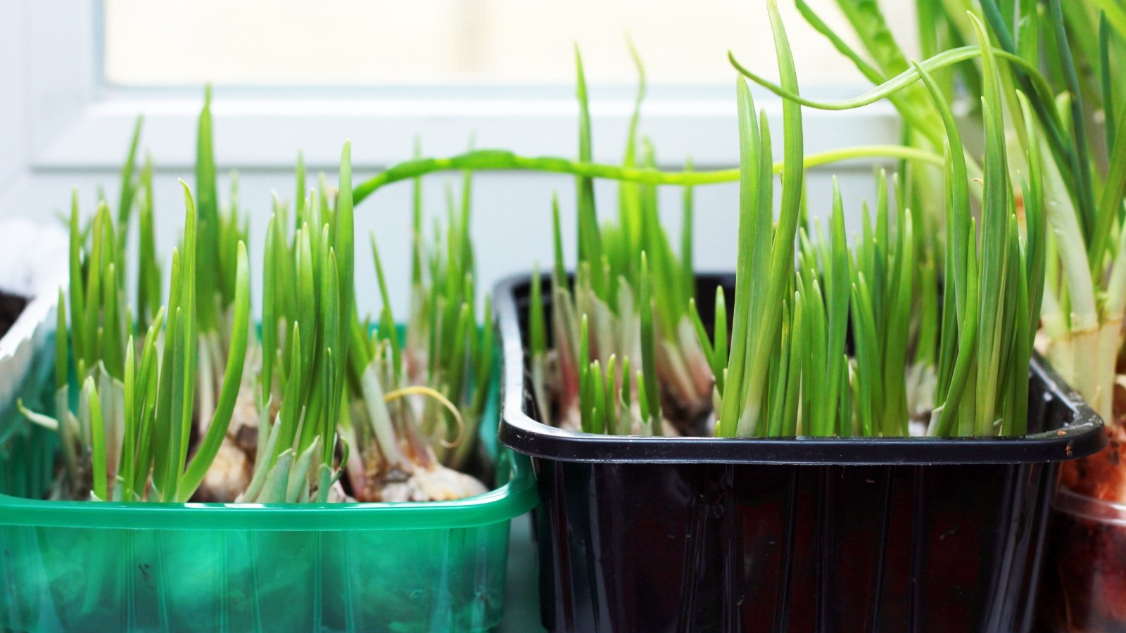 A close-up of a sprout emerging from a small container, with bright green shoots standing out against the muted background.