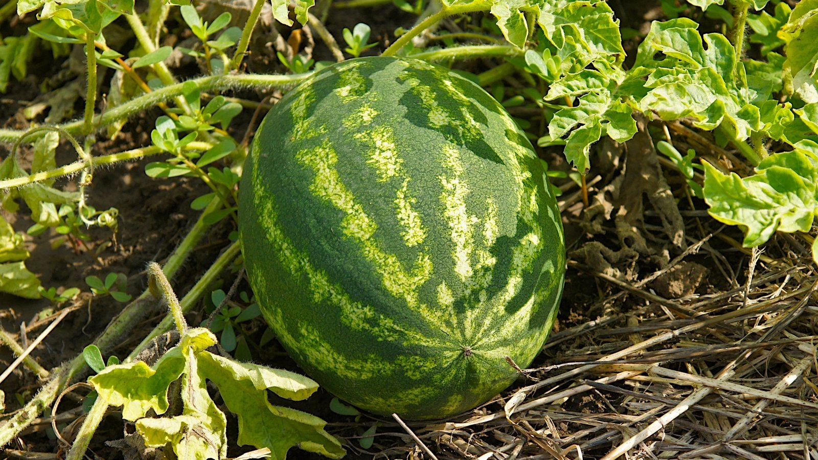 A ripe Citrullus lanatus fruit resting on the soil, ready for harvest.