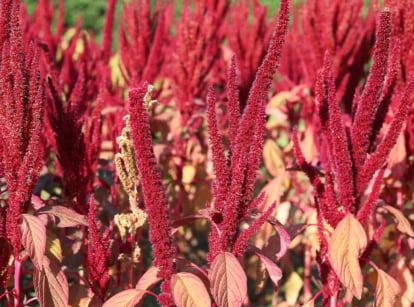 Red amaranth flowers growing in field.