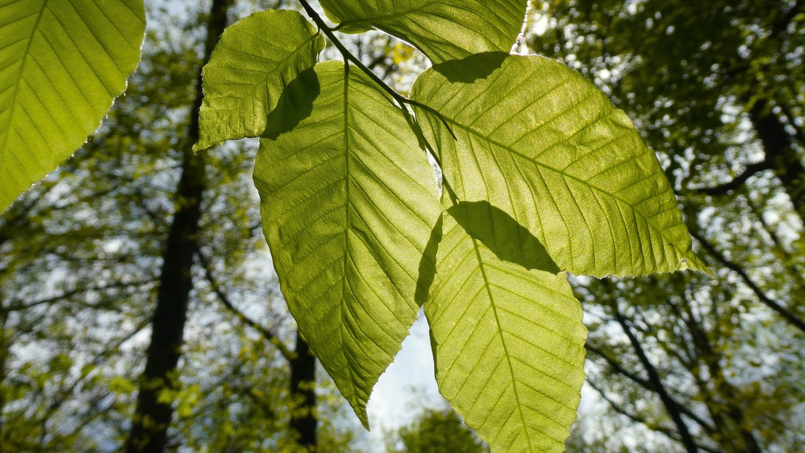 The tree widely spread branches that carry thick clusters of dark green, jagged-edged leaves.
