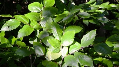 The branches spread out in a graceful, horizontal pattern, supporting dense clusters of glossy, dark green leaves with sharply serrated edges and pronounced veins.