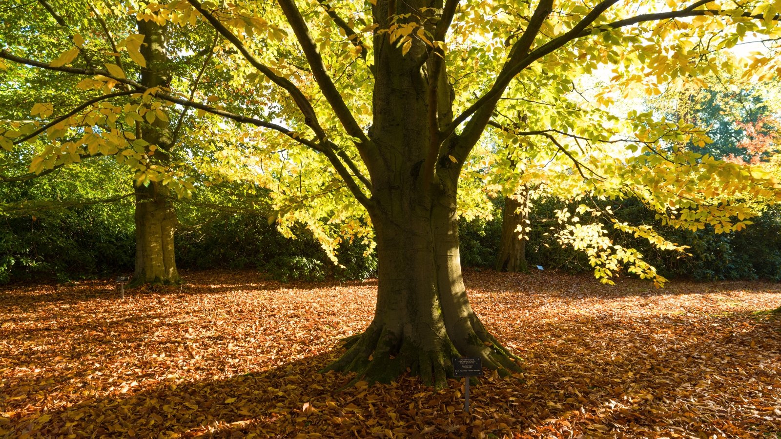 Tall with a rounded canopy, it has smooth gray bark and elliptical, toothed leaves that flutter in the wind.