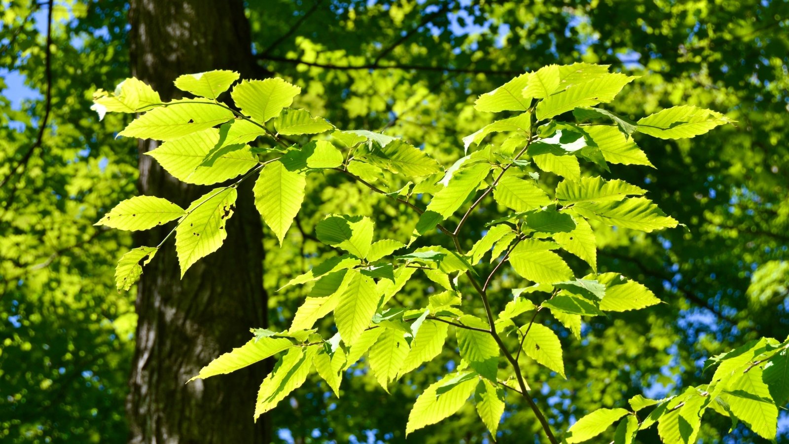 The American Beech Tree has smooth, gray bark with toothed, glossy, dark green leaves.