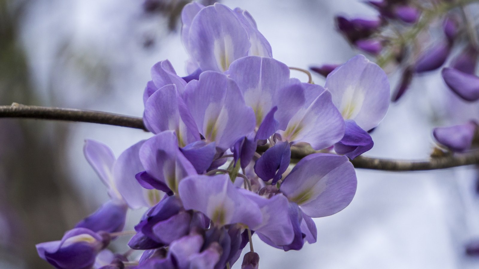 A close-up of delicate purple American wisteria flowers adorning a slender branch, their petals unfurling gracefully against a backdrop of verdant foliage. Each bloom exudes a subtle fragrance, inviting admiration for its ethereal beauty and intricate botanical structure.