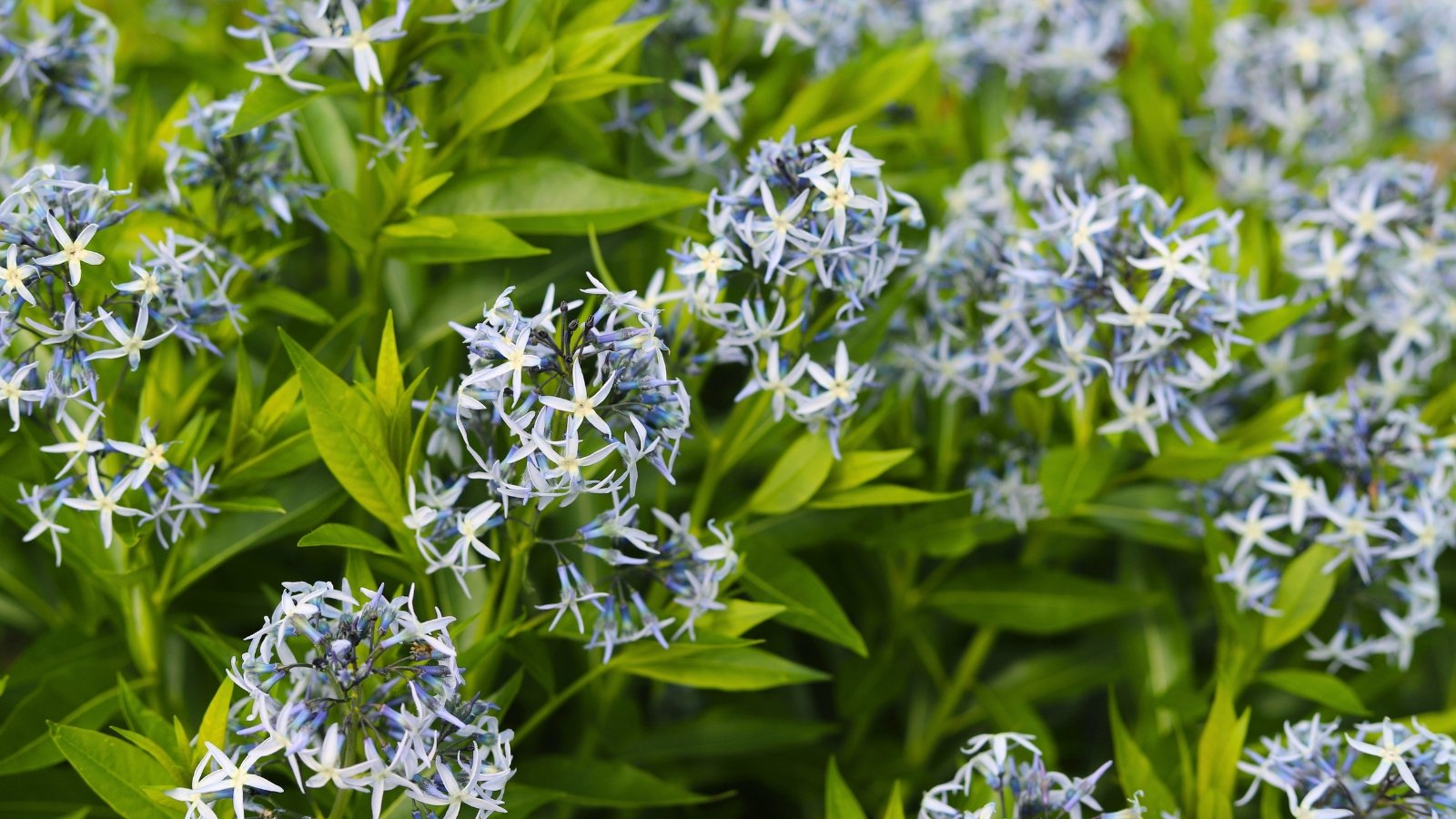 Amsonia tabernaemontana has narrow, lance-shaped leaves and clusters of star-shaped, pale blue flowers.