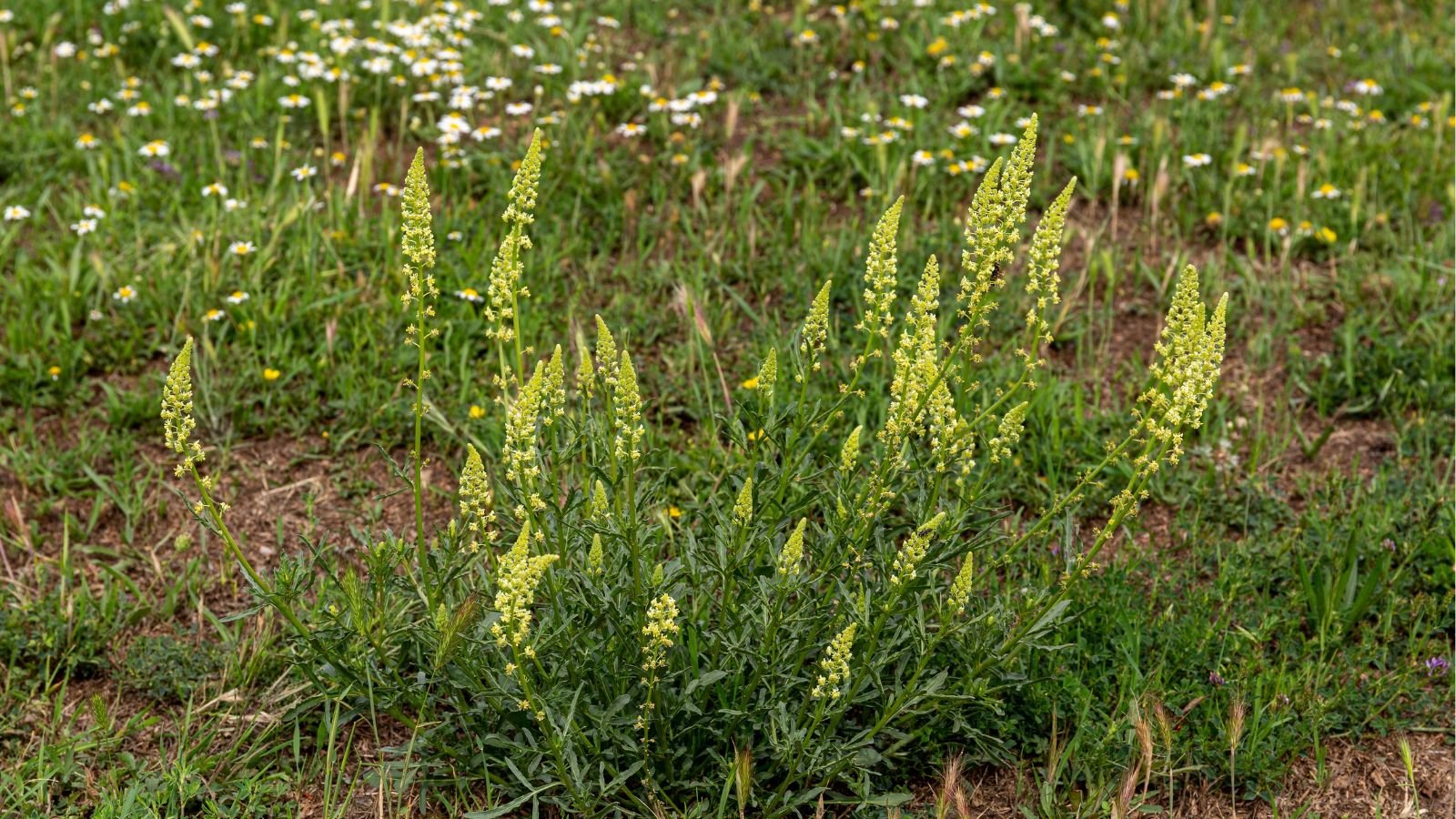 An area with dark brown soil having Reseda luteola with beautiful heads of flowers looking bright and yellow, with other greens in the background