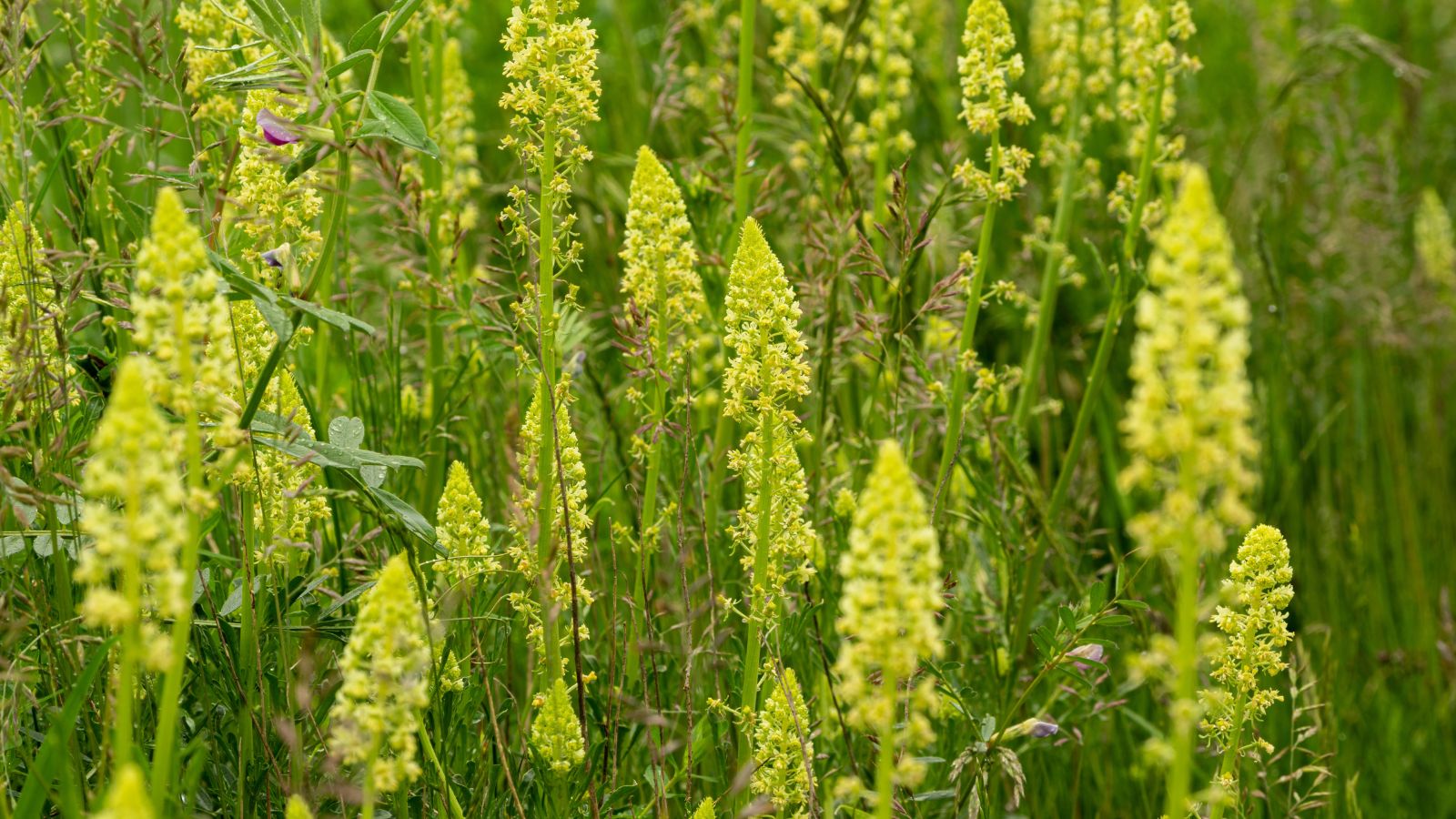 An area looking freen with healthy weld dye plants, appearing vivid green with bright yellow flowers, looking healthy