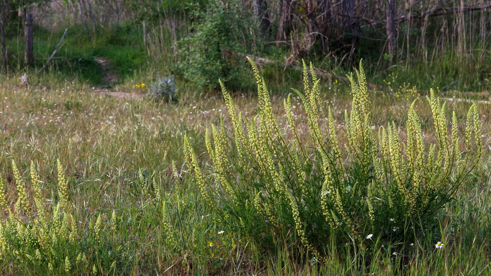 An area near a forest with healthy Resada luteola thriving while blooming dainty and bright yellow flowers, appearing deep green at the base