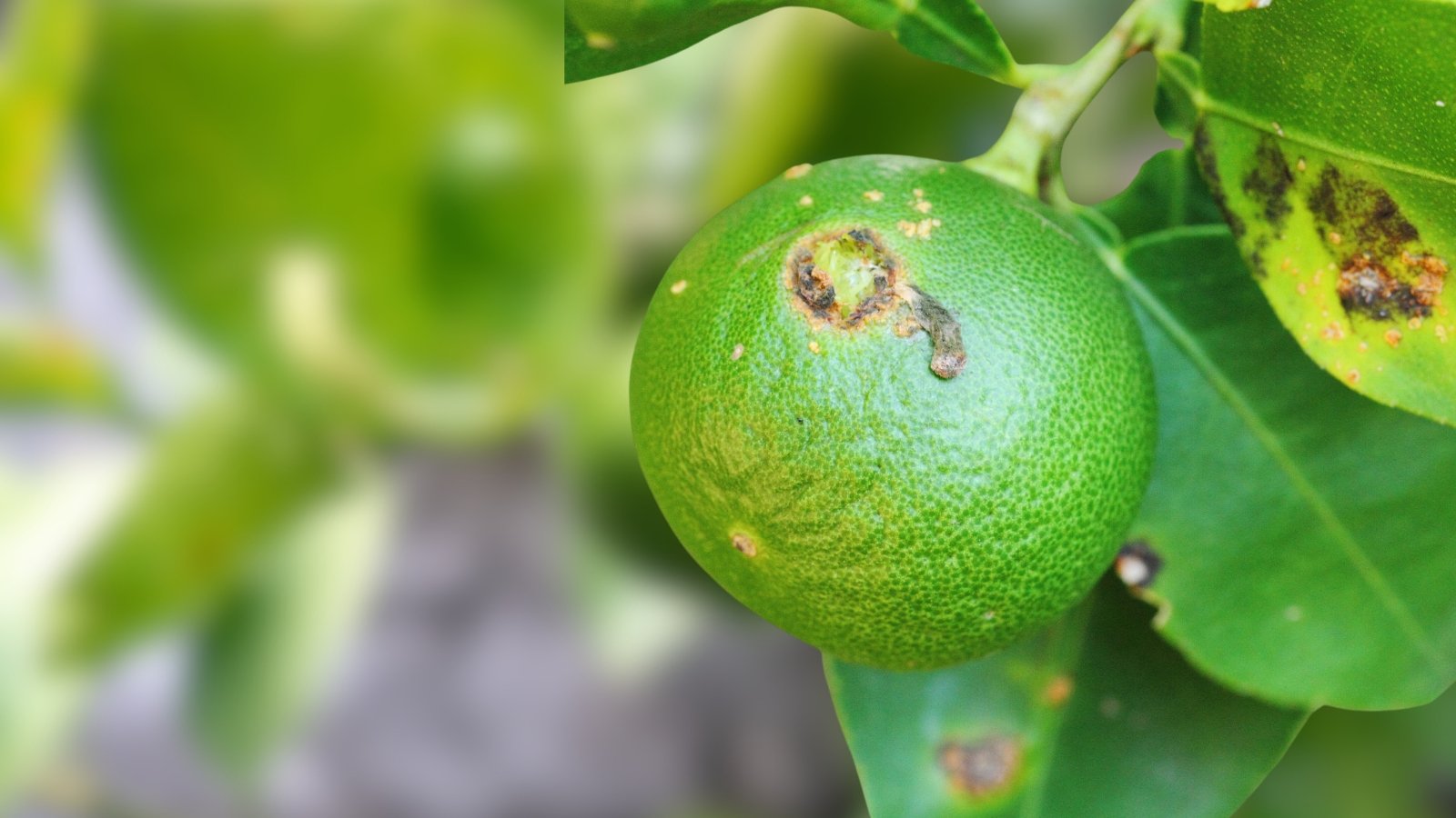 A close-up of an infected citrus and its leaf showing small, raised lesions with brown centers.