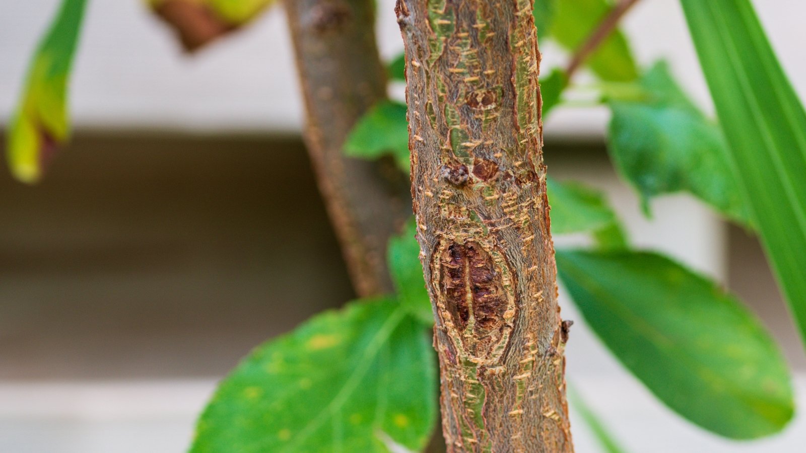 A trunk with a sunken area of dead, cracked bark, showing signs of disease.