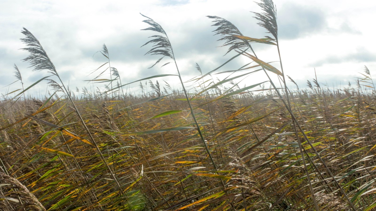 Tall Andropogon gerardiis swaying under a cloudy sky with lush greenery in the background.