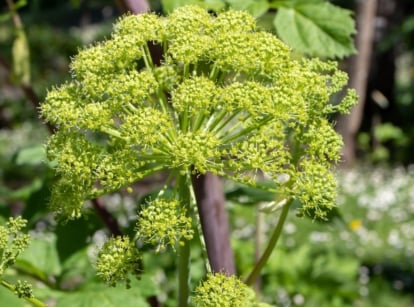 The Angelica archangelica plant stands tall with robust, hollow stems, large, deeply divided green leaves, and spherical clusters of tiny, creamy green flowers.