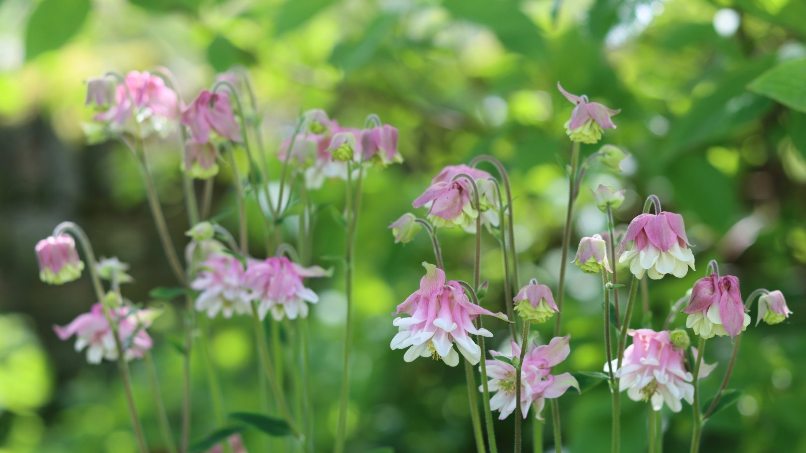 Soft pink and white Aquilegia flowers with delicate, spurred petals are set against a green, blurred garden background.