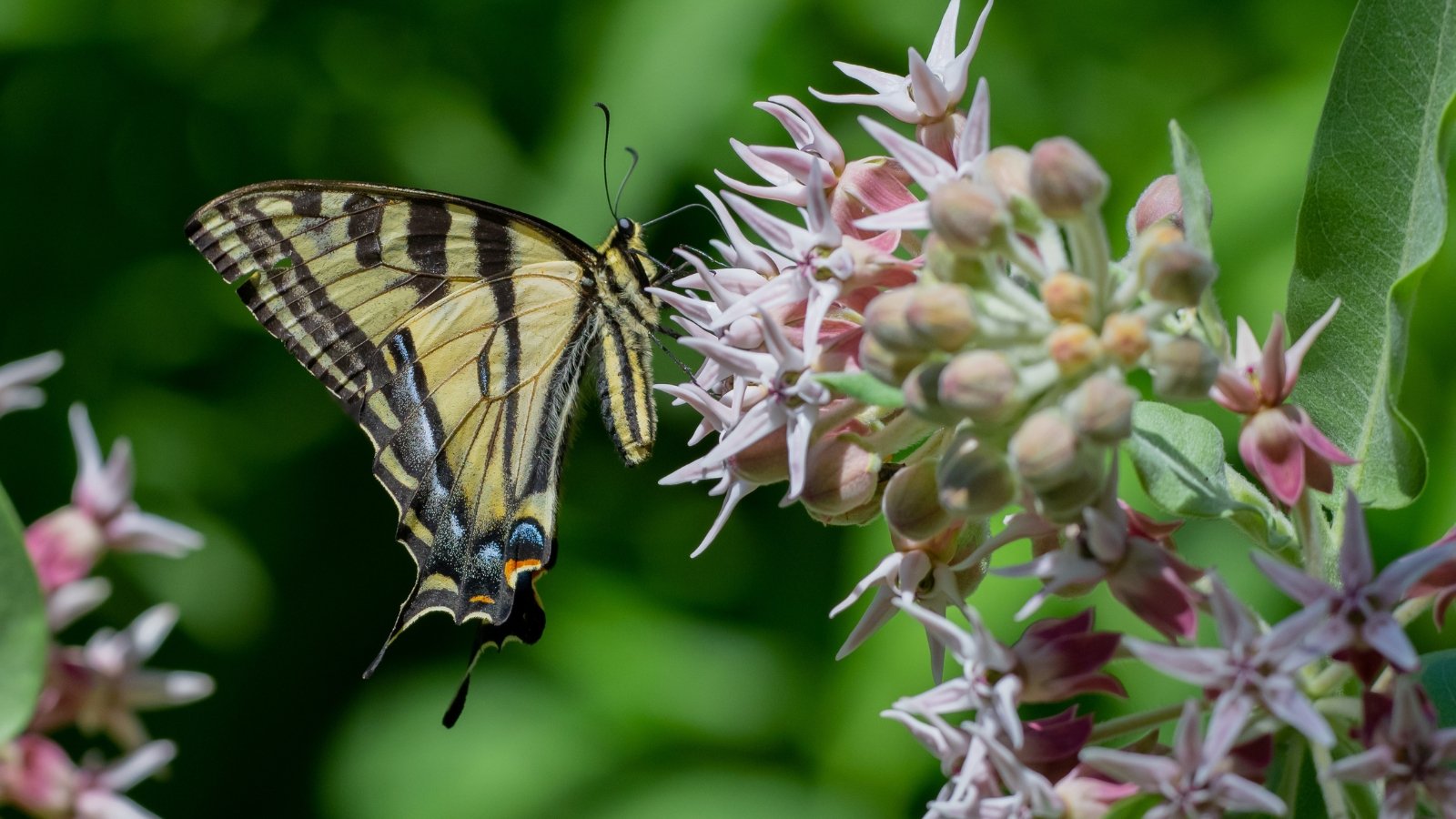 A yellow and black Swallowtail butterfly delicately perched on orange Milkweed flowers, set against a blurred, leafy background.