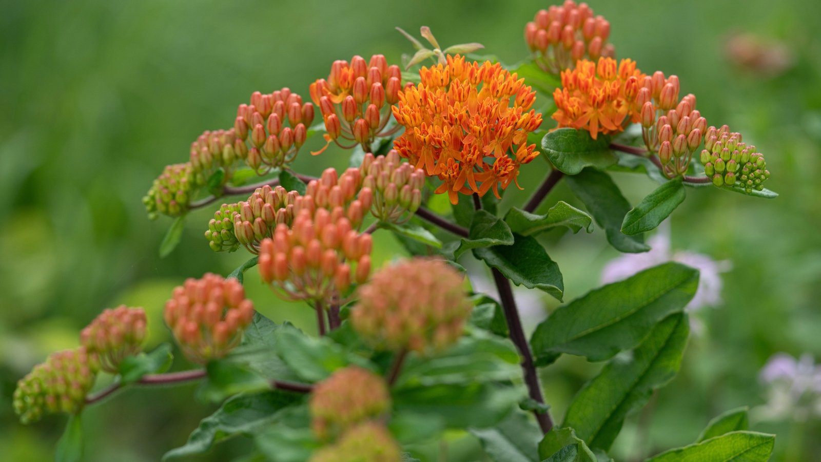 Vivid orange Butterfly Weed flowers bloom in clusters with dark green, slender leaves beneath a softly lit background.