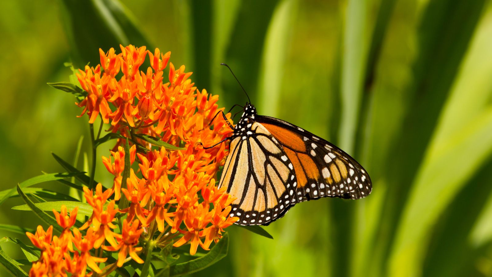 Vivid orange flowers of Asclepias tuberosa, attached to bright green stem with long leaves, with a butterfly sitting on the blooms