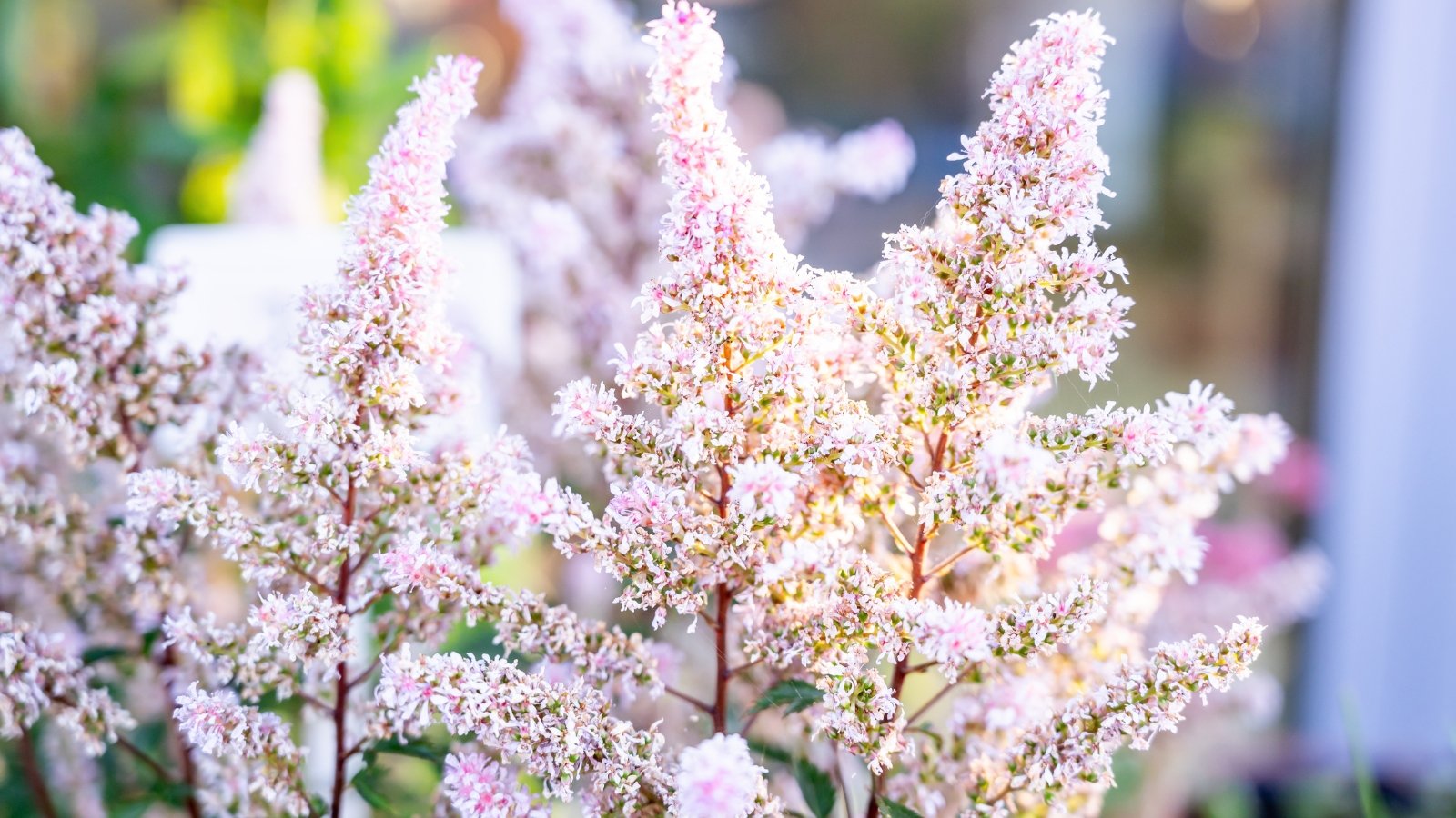 Salmon-colored Astilbe flowers with feathery plumes rise above lush green leaves, glowing softly under dappled sunlight