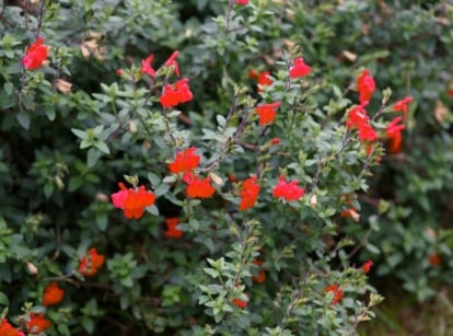 Autumn Sage features aromatic, lance-shaped leaves with scalloped edges and vibrant tubular flowers in shades of red.