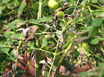 bacterial wilt in tomatoes