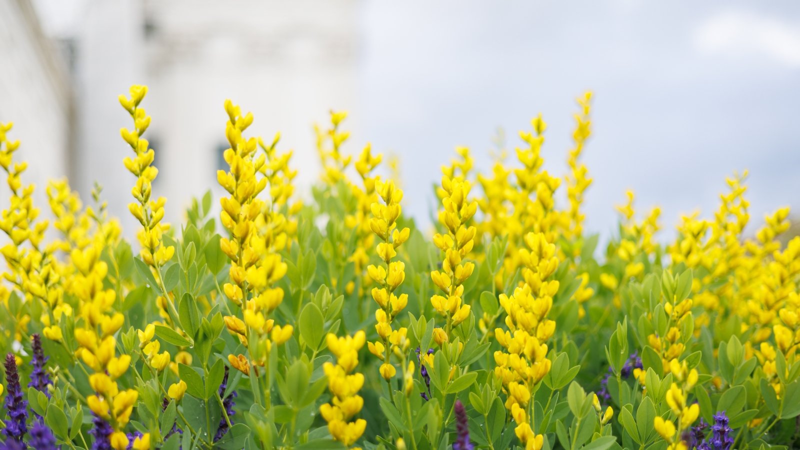 Bright yellow Baptisia flowers with rounded petals bloom in clusters above slender green stems and leaves.