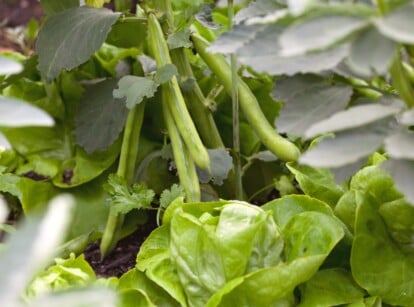 Beans growing in garden with companion plants which are other vegetables with bright green color.