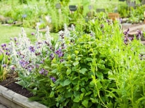 A variety of different herbs with vibrant purple flowers grow abundantly in a wooden raised bed.