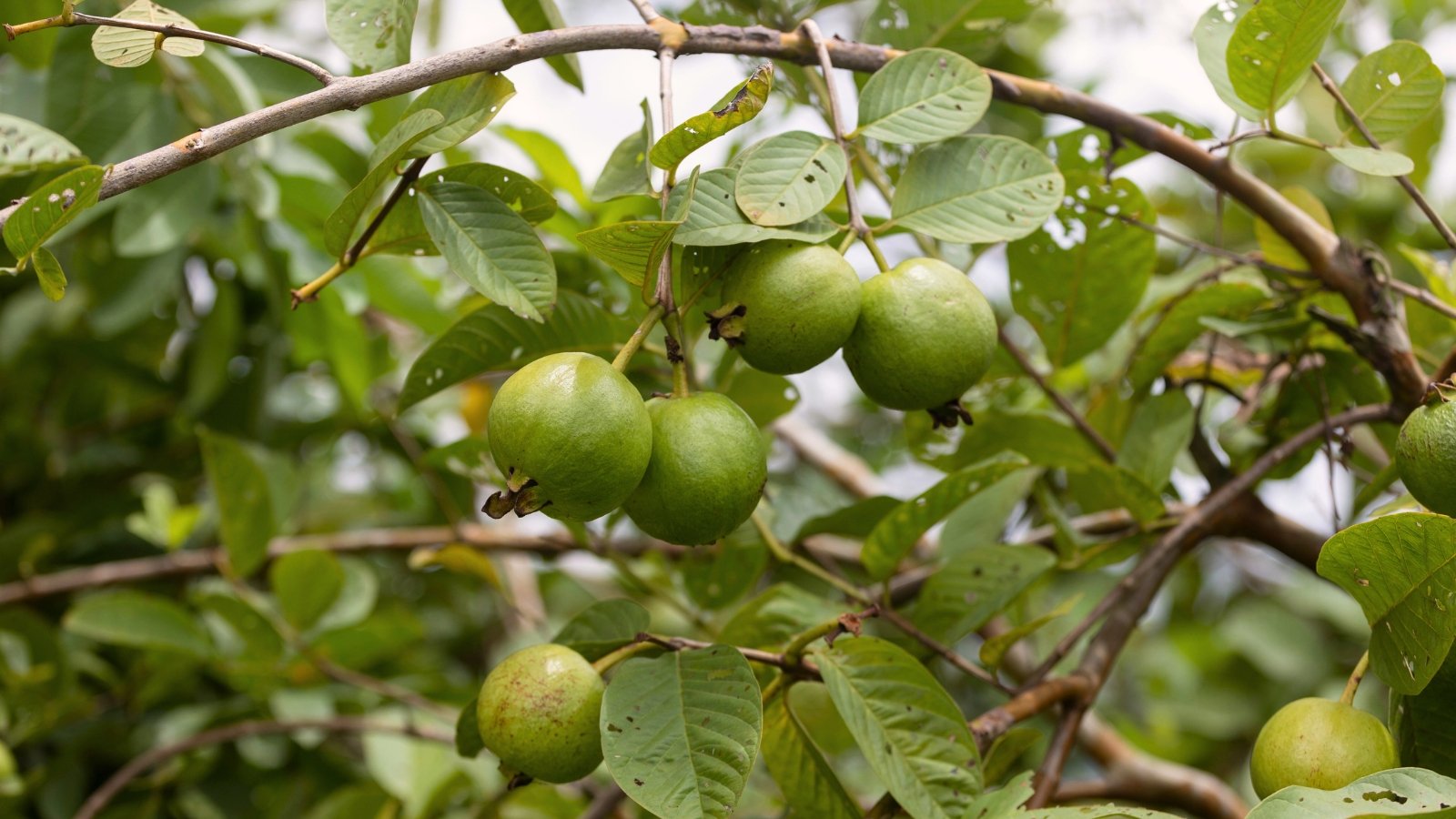 The plant features smooth, leathery green leaves and produces small, round green fruits.
