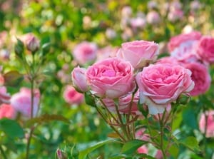 Pink flowers in full bloom with delicate petals and lush green leaves.