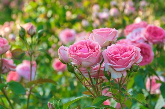 Pink flowers in full bloom with delicate petals and lush green leaves.