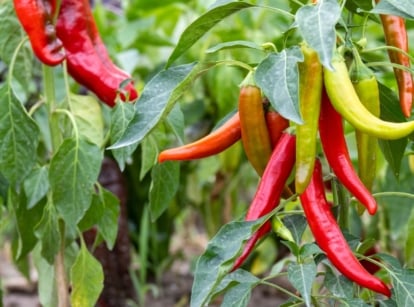 Clusters of peppers in varying shades of red and green, hang from a plant adorned with lush green leaves.