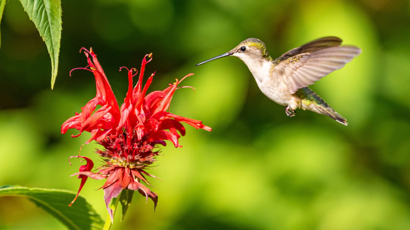 A flower of Bee balm appearing vivid red, with a humming bird flying nearby, having vibrant and bright greens in the background