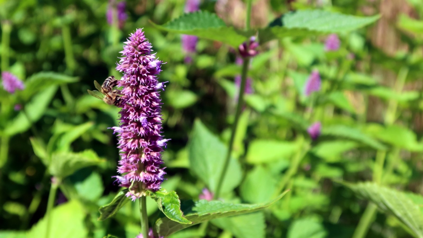 A thriving plant known for its wrinkled leaves, with clusters of green foliage, and purple blooms in a natural setting.