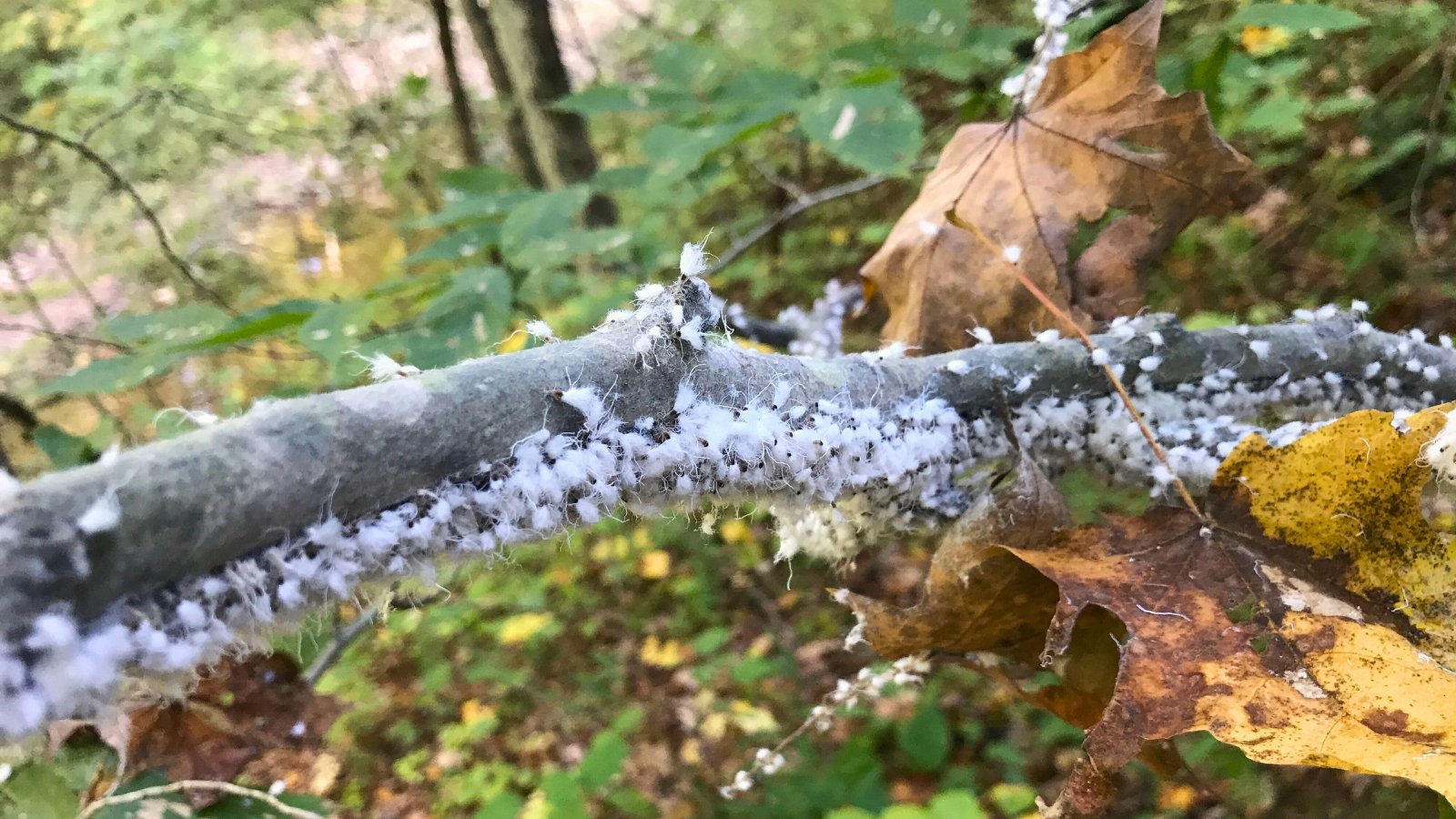 Close-up of beech blight aphids, showing clusters of small, pale insects with a waxy coating covering a tree branch.
